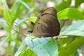 NYMPHALIDAE, Catonephele salambria